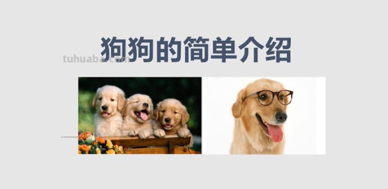 半分钟认识宠物狗