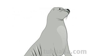 海狮涂什么颜色简笔画