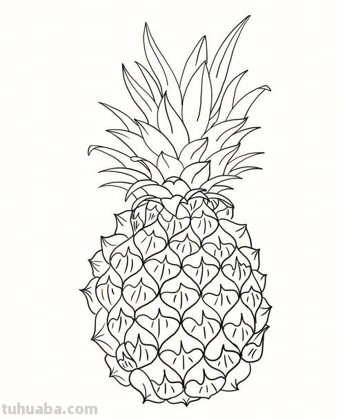 菠萝简笔画 菠萝简笔画图片