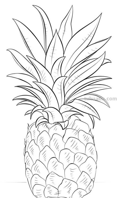 菠萝简笔画 菠萝简笔画图片