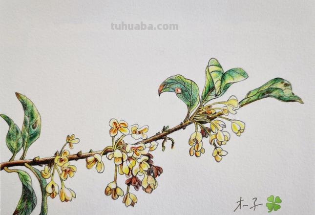 素描彩铅桂花怎么画 怎样画桂花？