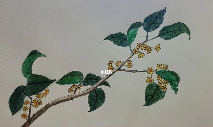 素描彩铅桂花怎么画 怎样画桂花？