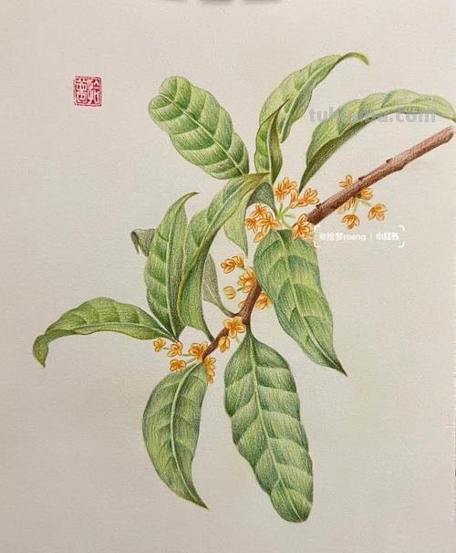 素描彩铅桂花怎么画 怎样画桂花？