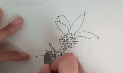 素描彩铅桂花怎么画 怎样画桂花？