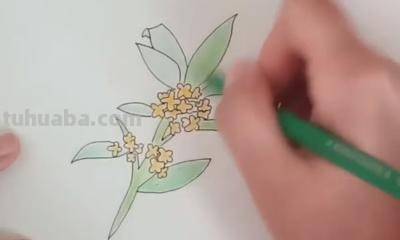素描彩铅桂花怎么画 怎样画桂花？