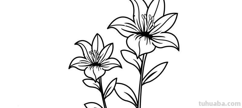 近百种花儿的简笔画~