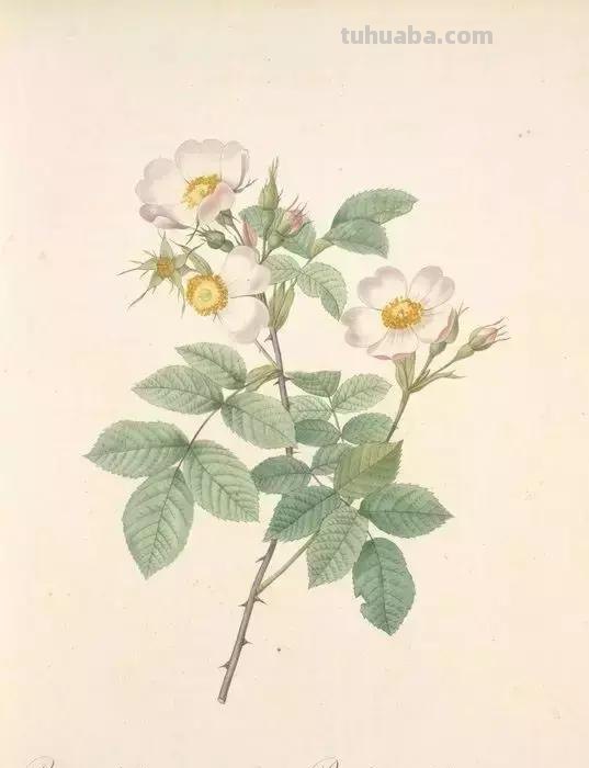 50幅植物手绘图谱，难得一见的好资料