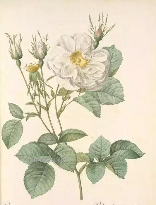 50幅植物手绘图谱，难得一见的好资料