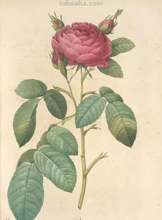 50幅植物手绘图谱，难得一见的好资料