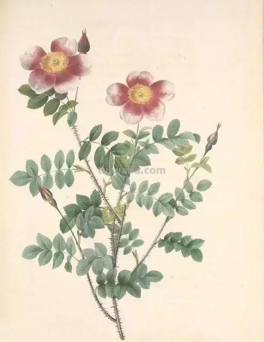 50幅植物手绘图谱，难得一见的好资料
