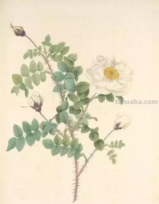 50幅植物手绘图谱，难得一见的好资料