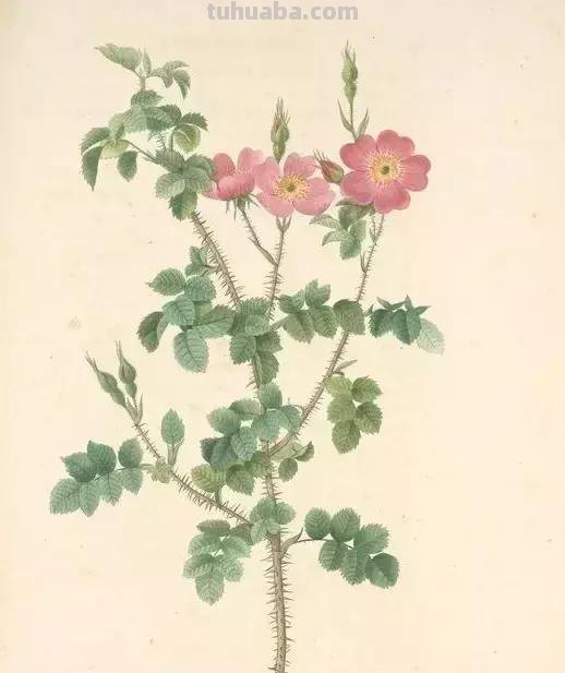 50幅植物手绘图谱，难得一见的好资料