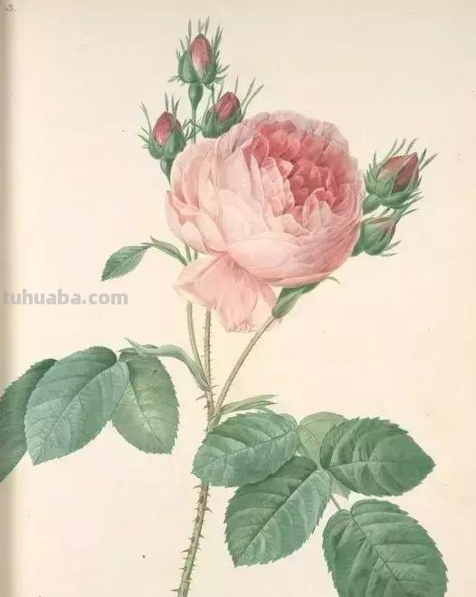 50幅植物手绘图谱，难得一见的好资料