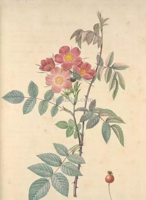50幅植物手绘图谱，难得一见的好资料