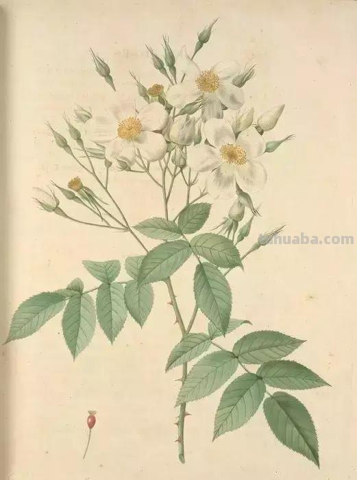 50幅植物手绘图谱，难得一见的好资料