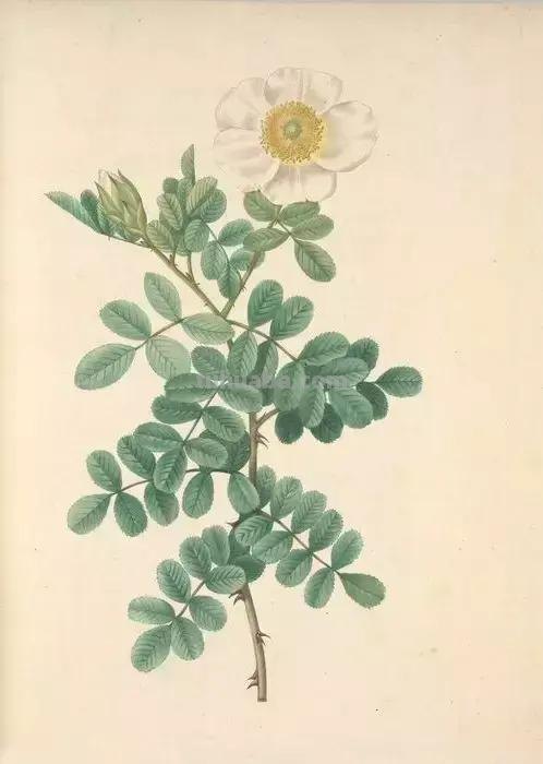 50幅植物手绘图谱，难得一见的好资料