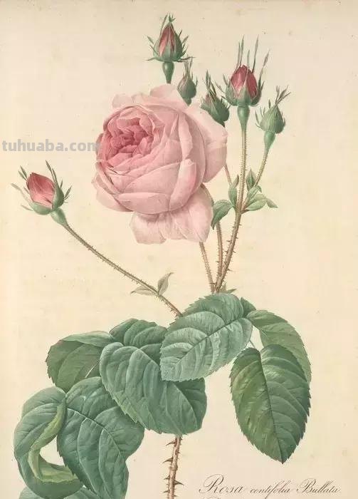 50幅植物手绘图谱，难得一见的好资料