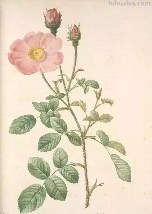 50幅植物手绘图谱，难得一见的好资料