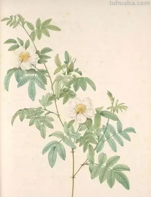 50幅植物手绘图谱，难得一见的好资料