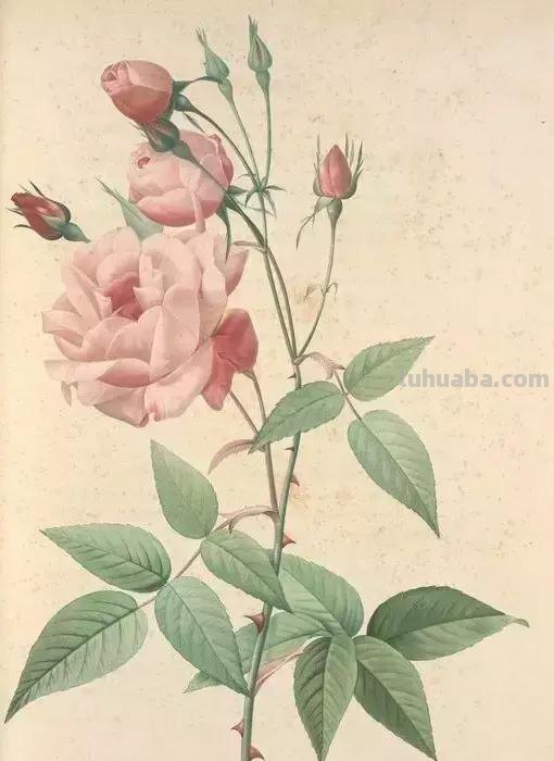 50幅植物手绘图谱，难得一见的好资料