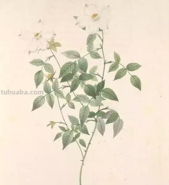 50幅植物手绘图谱，难得一见的好资料