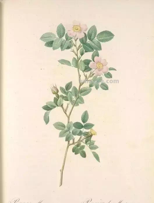50幅植物手绘图谱，难得一见的好资料