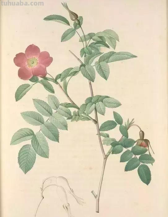 50幅植物手绘图谱，难得一见的好资料
