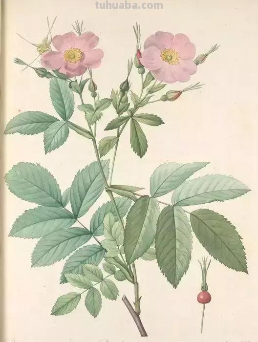 50幅植物手绘图谱，难得一见的好资料