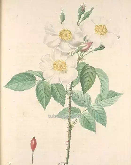 50幅植物手绘图谱，难得一见的好资料