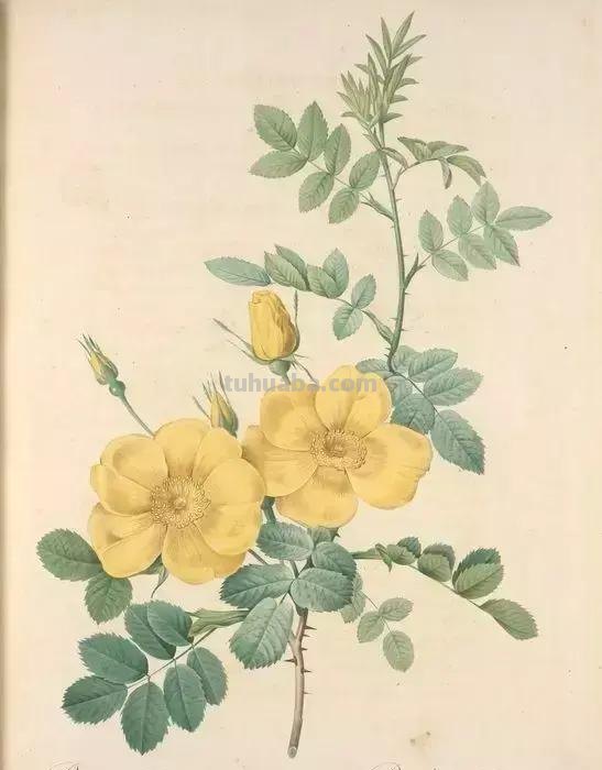 50幅植物手绘图谱，难得一见的好资料