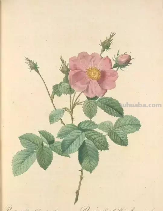 50幅植物手绘图谱，难得一见的好资料
