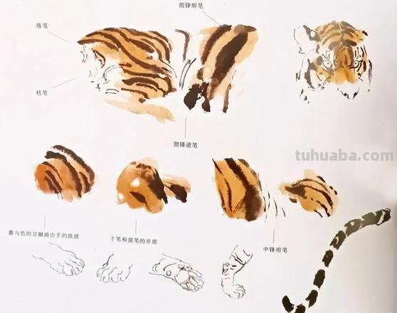 图文教程:写意虎技法,收藏起来好好学