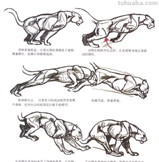 图文教程：写意虎技法，收藏起来好好学