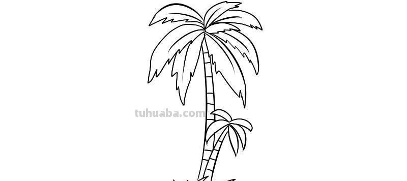 怎样画椰子树简笔画 怎样画椰子树简笔画图片大全