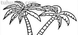 椰子树怎么画