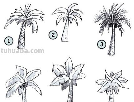 椰子树怎么画