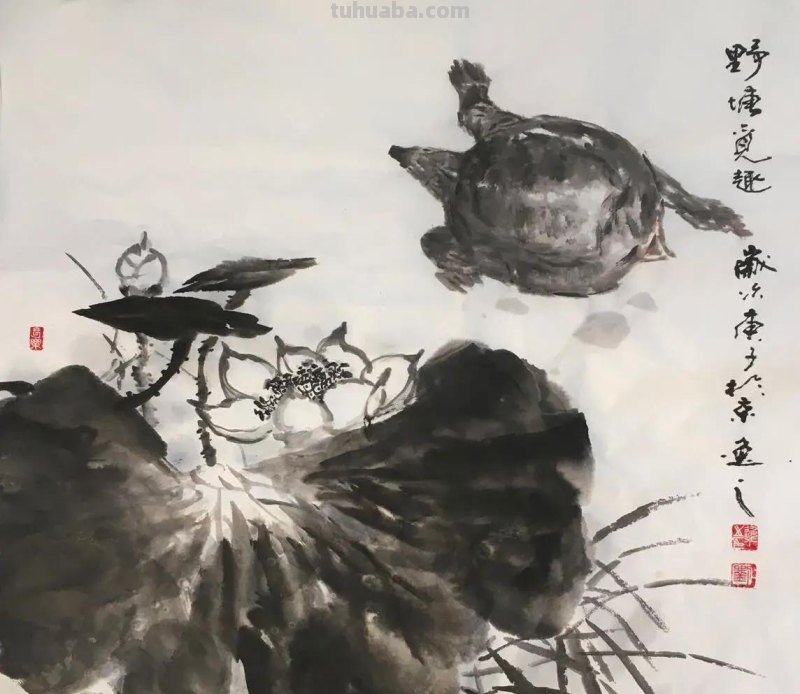 国画甲鱼的写生画习作
