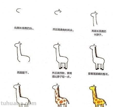 小动物简笔画教程，快马起来学 ( •́ .̫ •̀ ) ​