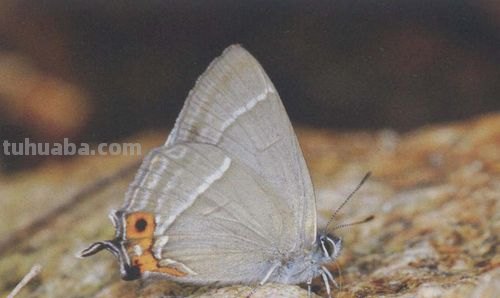 灰碟简笔画 灰蝶图片和名称