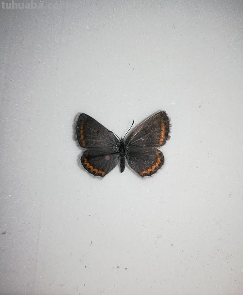 灰碟简笔画 灰蝶图片和名称