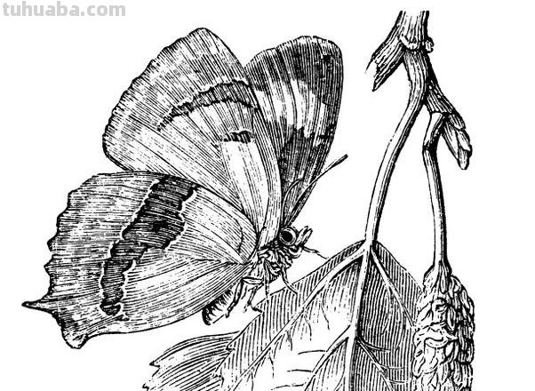 灰碟简笔画 灰蝶图片和名称