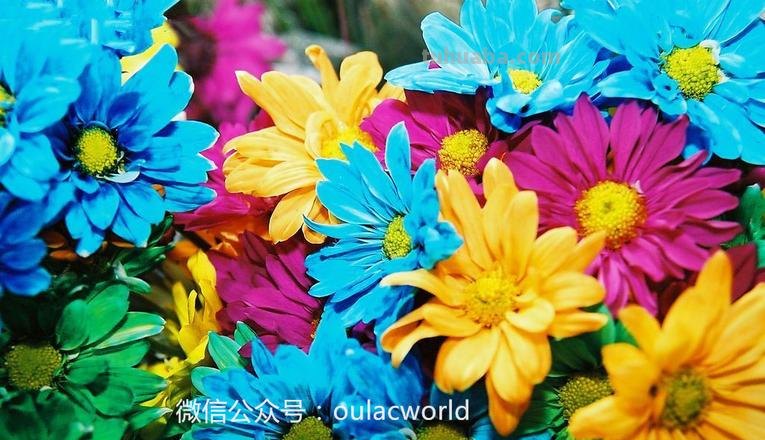 色彩艳丽的意思及色彩艳丽的意思是什么 