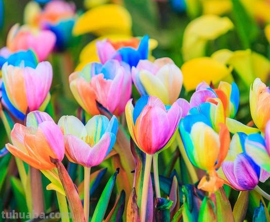 色彩艳丽的意思及色彩艳丽的意思是什么 