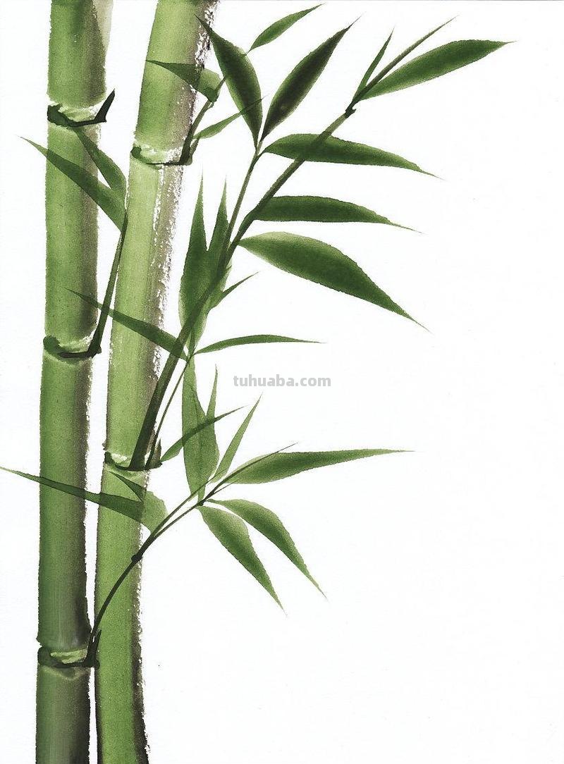 如何用色彩画出竹子？ 