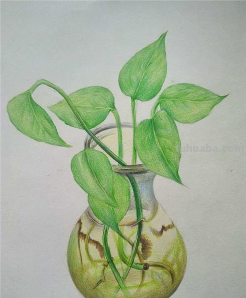 彩铅绿色怎么画渐变 彩铅怎样才能画出颜色渐变?