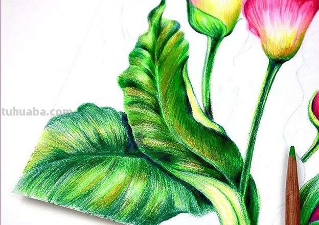 彩铅绿色怎么画渐变 彩铅怎样才能画出颜色渐变？