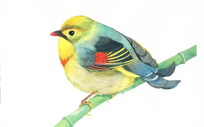 小鸟色彩及小鸟色彩画 