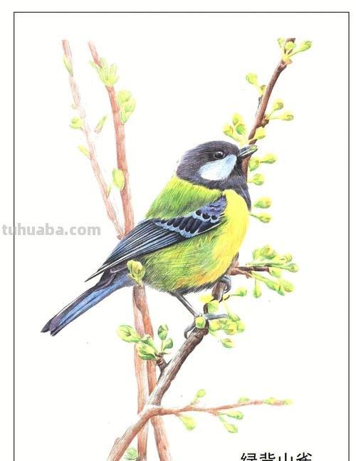 小鸟色彩及小鸟色彩画 