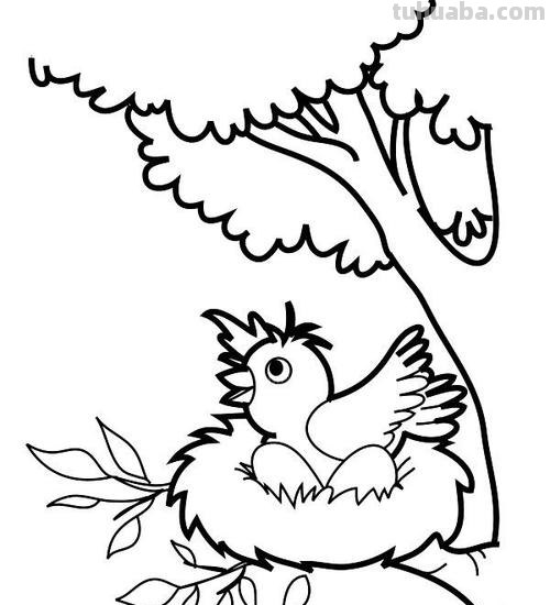 大树简笔画怎么画 简笔画学画大树小鸟？