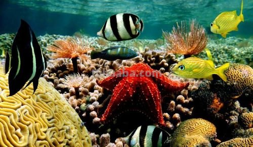 探秘色彩海底世界：缤纷多彩的海洋生物之美 